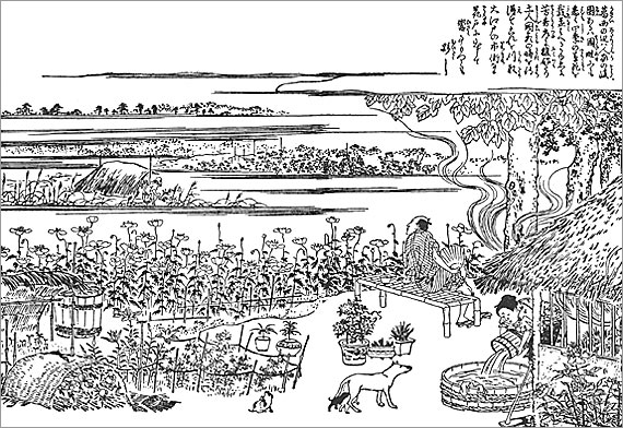 『江戸名所図会』&nbsp;葛西&nbsp;(江戸へ出荷するための多くの草花を栽培している)