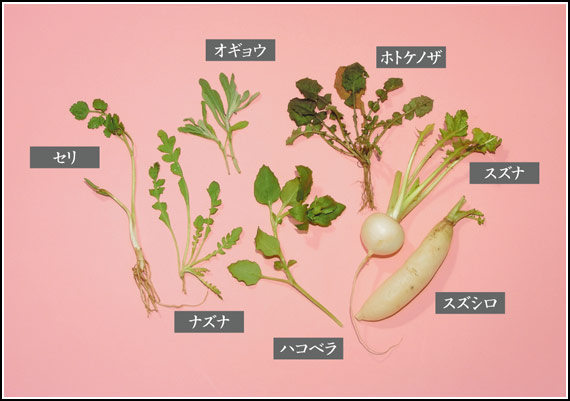春の七草　(オギョウは「ゴギョウ」と表記する場合もある)