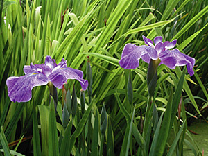 花菖蒲&nbsp;(葛飾区堀切2-19-1 堀切菖蒲園)