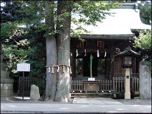 夫婦欅(めおとけやき)　阿佐谷 神明宮(杉並区阿佐ヶ谷北1-25-5)