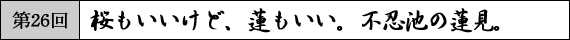 第26回　桜もいいけど、蓮もいい。不忍池の蓮見。